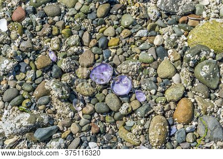 Purple Sea Shells And Rocks On Shore In The Pacific Northwest.