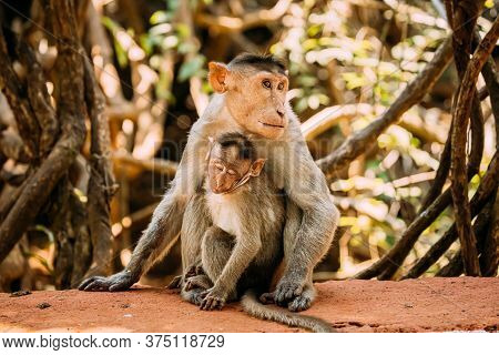 Goa, India. Bonnet Macaque - Macaca Radiata Or Zati With Newborn Sitting On Ground. Monkey With Infa