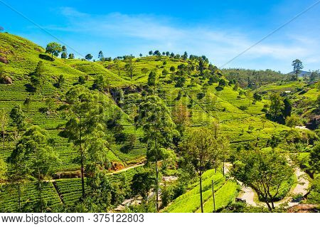 Nuwara Eliya Tea Plantation In Sri Lanka. Nuwara Eliya Is The Most Important Place For Tea Plantatio