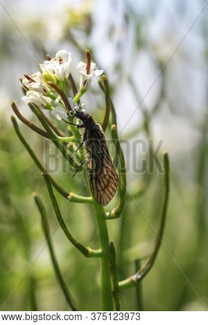 A Close Up Of A Butterfly Or European Borer On A Plant.