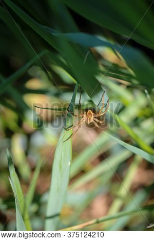 A Close-up Of A Spider Hiding In The Deep Grass.