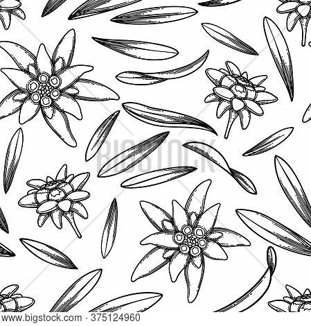 Seamless Pattern Of Graphic Edelweiss Flowers And Leaves.
