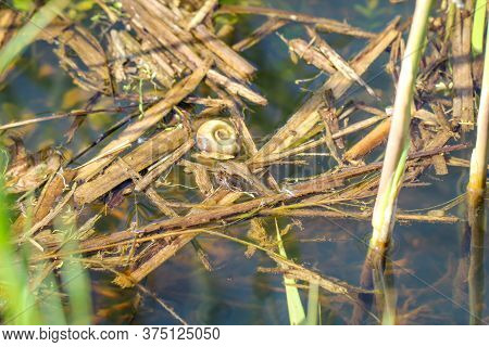 The Shell Of A Horn Snail, Which Lives In A Pond Or Slowly Flowing Water.