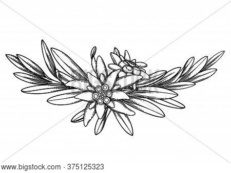 Graphic Vignette Made Of Edelweiss Flowers And Leaves.