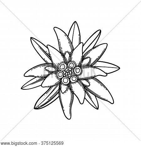 Graphic Vignette Made Of Edelweiss Flowers And Leaves.