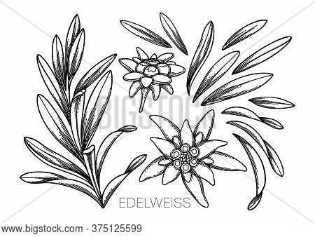 Collection Of Graphic Edelweiss Flowers And Leaves.