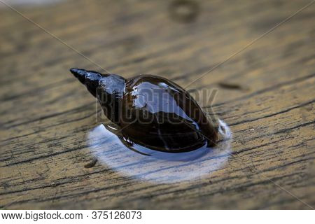A Close-up Of A Lymnaea Stagnalis Sludge Snail, A Pond Snail.