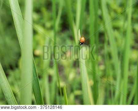 Coccinella Septempunctata Or The Seven-spot Ladybird On A Green Blade Of Grass.