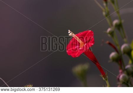 Scarlet Morning Glory Flower Or Ipomoea Hederfolia Flower With Selective Focus, Also Known As Star I