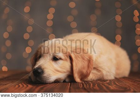 sleepy golden retriever puppy putting head down and trying to fall asleep on wooden floor