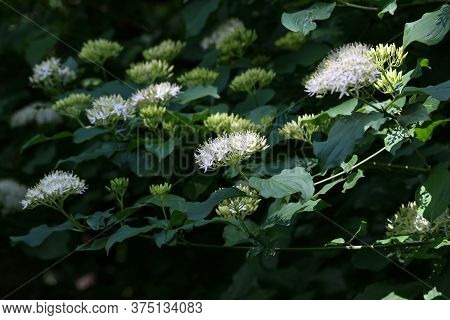 Cornus Controversa In Bloom In The Arboretum