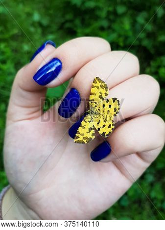 Open Wings Of A Brown Painted Lady Butterfly (vanessa Cardui Or Cynthia Cardui) Standing On The Fing
