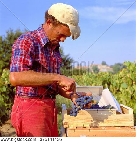 Maubec,france-september 18,2018: Worker Handpicking Grapes In The Provence, France,europe