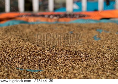 Pile Of Dried Lentils Drying In The Sun Spread Out On Blue Tarp On A Farm At Annapurna Circuit, Hima