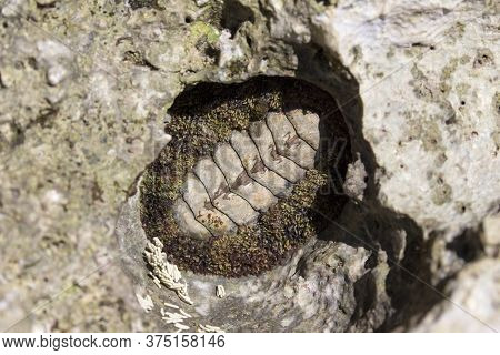 A Chiton On A Rock