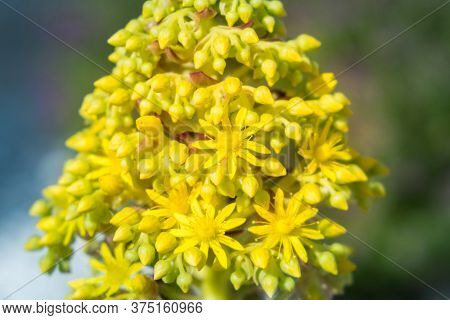 Spring Yellow Flowers Is Blooming. Green Background.