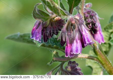 Macro Shot Of Common Comfrey (symphytum Officinale) In Bloom