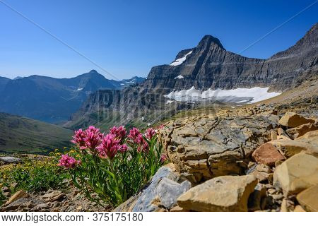 Indian Paint Brush Grows In The Rocks Of Glacier's High Mountains