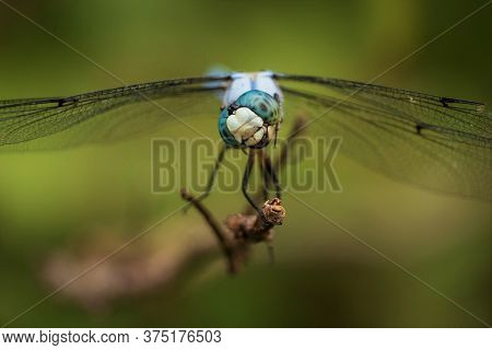 This great blue skimmer tilts its head as it eyes tiny insects flying by. But the position of the mouth and jaws makes it appear to be laughing. Good for a meme.