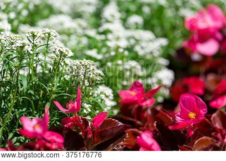 Close-up Of A Beautiful Flower Bed With White And Red Alissum Flowers
