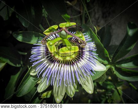 Close Up Of Passiflora Caerulea, The Blue Passionflower, Bluecrown Passionflower Or Common Passion F