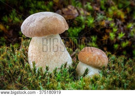Delicious Edible Mushroom Boletus Reticulatus Commonly Known As Summer Cep In Moss - Czech Republic,