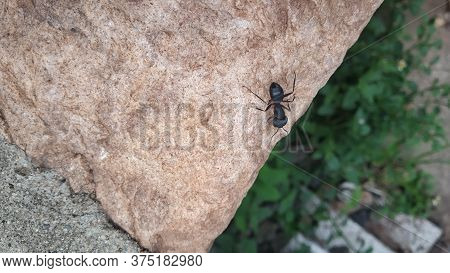 Close Up View Of Black Insect In Countryside Area