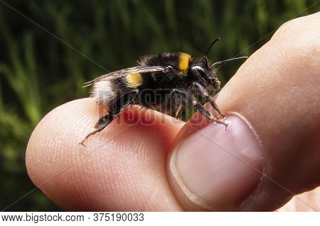 Bumblebee On Humans Hand. Macro Photo Of Bumblebee. Close Up Shot Of The Insect.