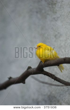 Canarino giallo