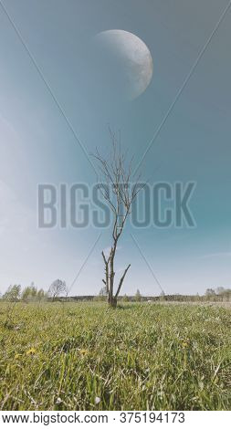 Dry Tree Without Leaves With Full Moon In Green Meadow. Problems Of Ecology, Environmental Pollution