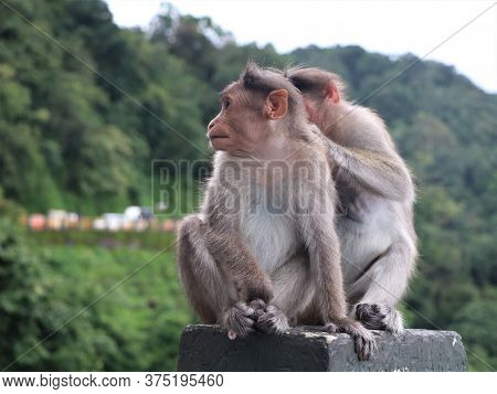 Monkeys Catching Lice On The Road Side