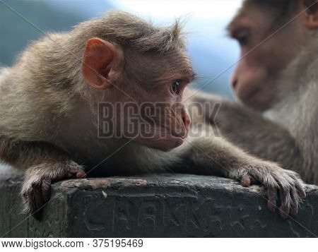 Monkeys Catching Lice On The Road Side