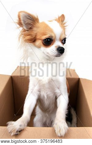 Chihuahua In The Paper Box