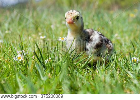 Little Cute Turkey Poult In Green Grass