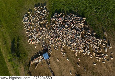 Herd Of Sheep Marked With Colored Paint Grazing Near A Sheepfold, Aerial Above Drone View