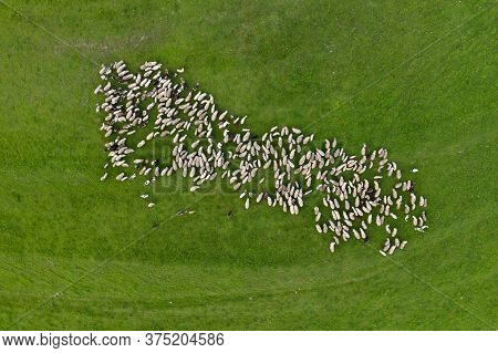 Herd Of Sheep Grazing In A Green Meadow, Above Aerial Drone View