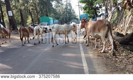 Morjim, India December 14, 2019: Group Of Cow Are Walking On The Road. Cows Walking On The Road