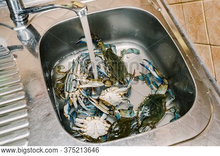 Live Blue Crabs In The Kitchen Sink.