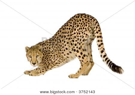 Gepard - Acinonyx Jubatus