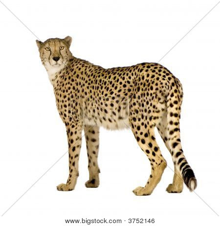 Gepard - Acinonyx Jubatus