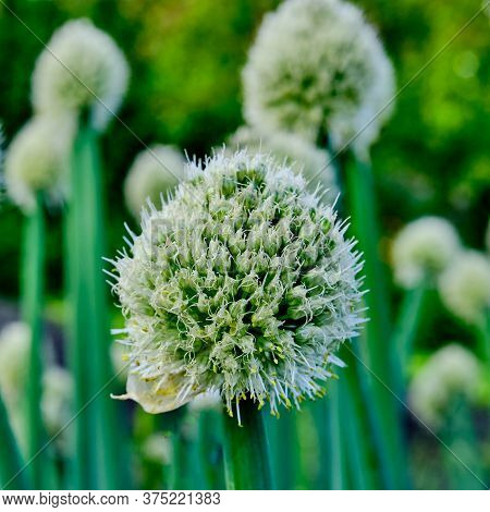 Blooming Flower Of Welsh Onion In The Vegetable Garden, Allium Fistulosum Close-up