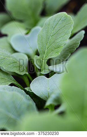 Top View Of Radis Leaf Growing In A Garden