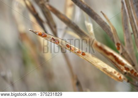 Alpine Wallflower Seed Pods - Latin Name - Erysimum Cheiri