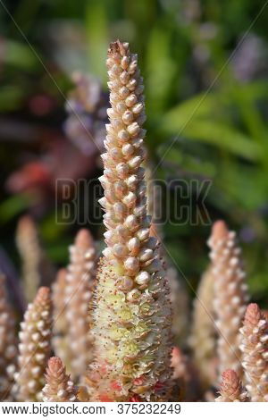 Orostachys Chinese Hat Flower - Latin Name - Orostachys Iwarenge Chinese Hat
