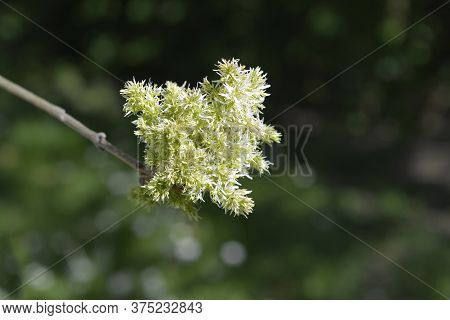 Flowering Ash - Latin Name - Fraxinus Ornus