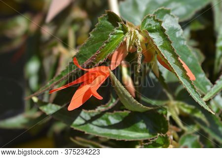 Begonia Bonfire Flower - Latin Name - Begonia Boliviensis Bonfire