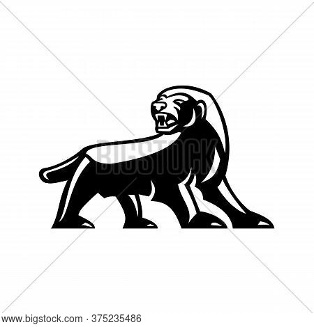 Black And White Illustration Showing Full Body Of Angry And Aggressive Honey Badger Mellivora Capens