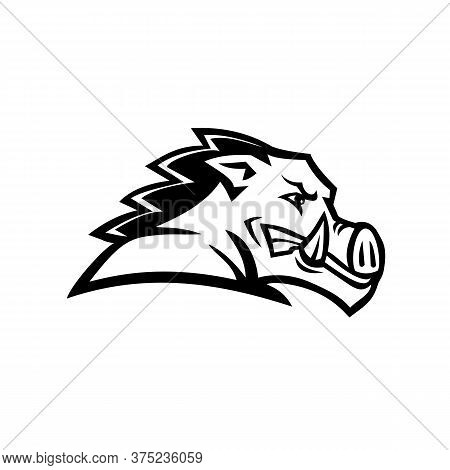 Black And White Illustration Of Head Of A Red Wild Boar Or Razorback, A Half-wild Pig Breed Common I