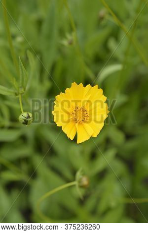Star Tickseed Orange Flower - Latin Name - Coreopsis Pubescens