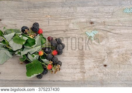Blackberry Racemule On The Wood. Mood Shot